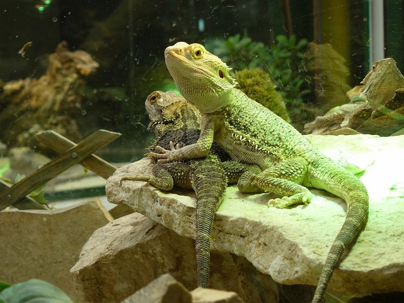 2008 05 Séjour à Martel 87